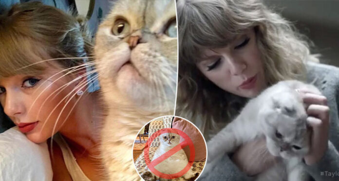 Taylor Swift and her Cat Olivia Benson
