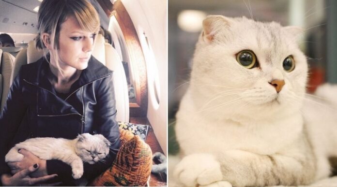 Taylor Swift and Cat