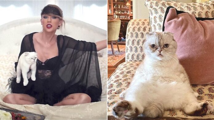 Taylor Swift and her cat olivia