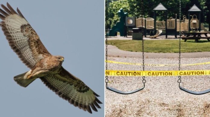 Bird Drops Severed Human Hands into a Schoolyard