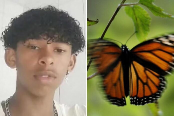 Teen injects himself with crushed butterfly