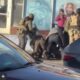 Damning Video Recorded by a Woman at the Scene Appears to Show ICE Agents Shooting a Man After a Violent Street Detention in Minneapolis