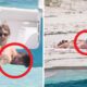 "So disgusting": Taylor Swift and Travis Kelce beach image sparks heated fan war and viral body image debate